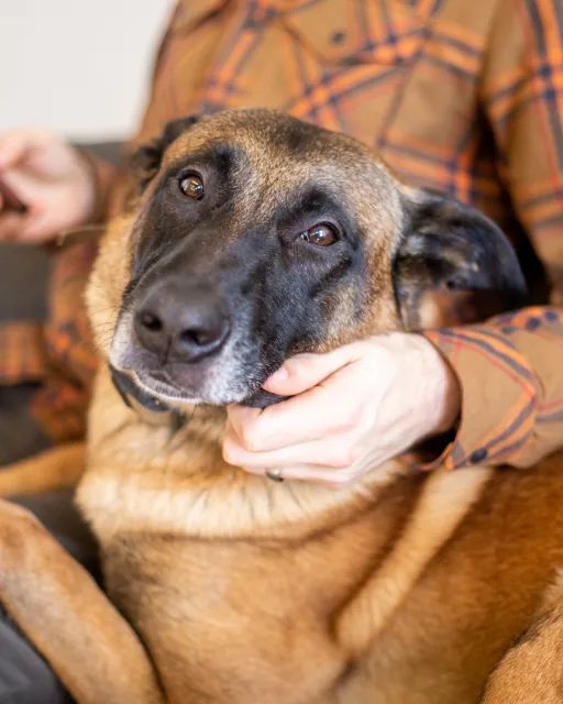 A calm shepherd dog resting its head in its owner’s hand